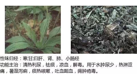 常用中草药名称大全图片及药效,常用中草药药效大全