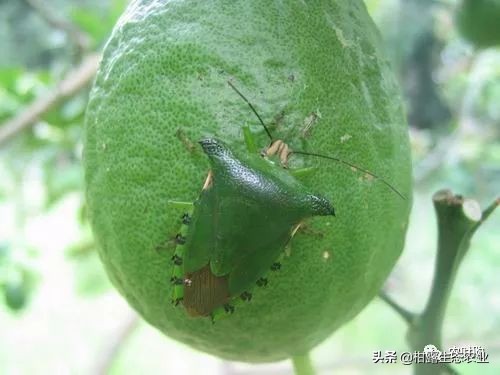 作物虫害识别大全图谱,果园物理防控虫害的方法