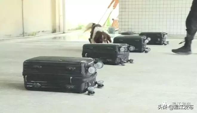 成都世警会比赛时间,世警会成都2022