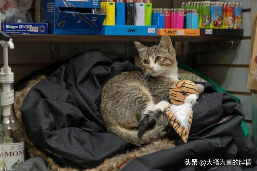 小伙将超市小猫偷偷抱走，却让自闭男孩失去唯一朋友，他也很爱猫