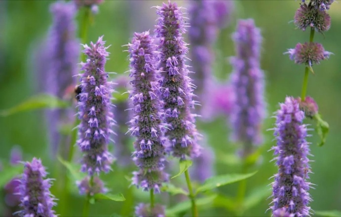 藿香正气水防止中暑,喝藿香正气水可以预防中暑吗