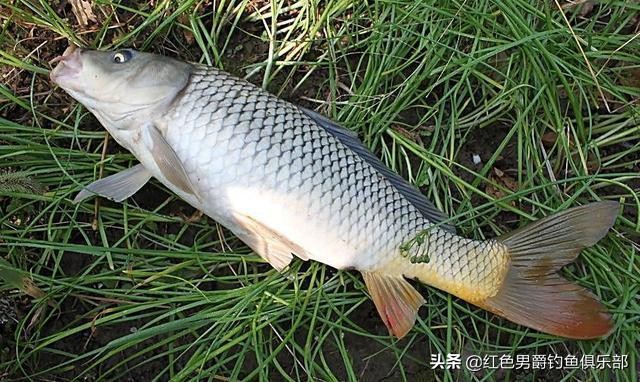 野钓钓大物用什么竿和饵料,手竿钓大鱼饵料怎么做