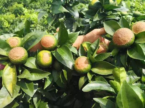 天然高效橙皮精油助剂,橙油助剂与有机硅助剂的区别