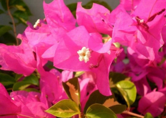 树的花语你知道是什么吗,你知道茉莉花的花语吗