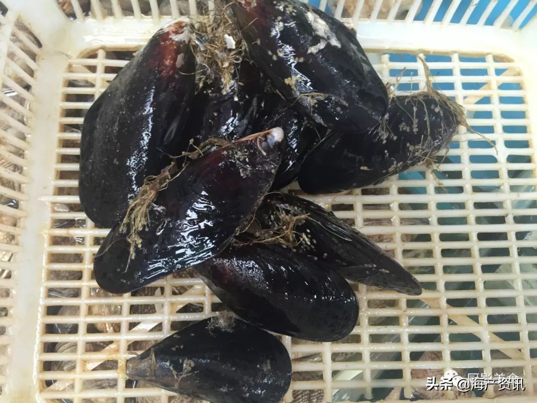 世界公认十大海鲜,全球顶级海鲜食材大赏