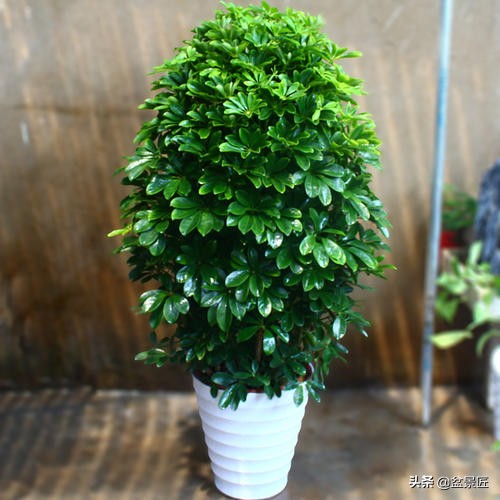 夏天不宜养的10种花,适合夏天养的4种花卉简单又漂亮