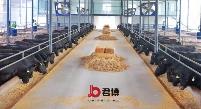 黑牛养成,黑牛养成记