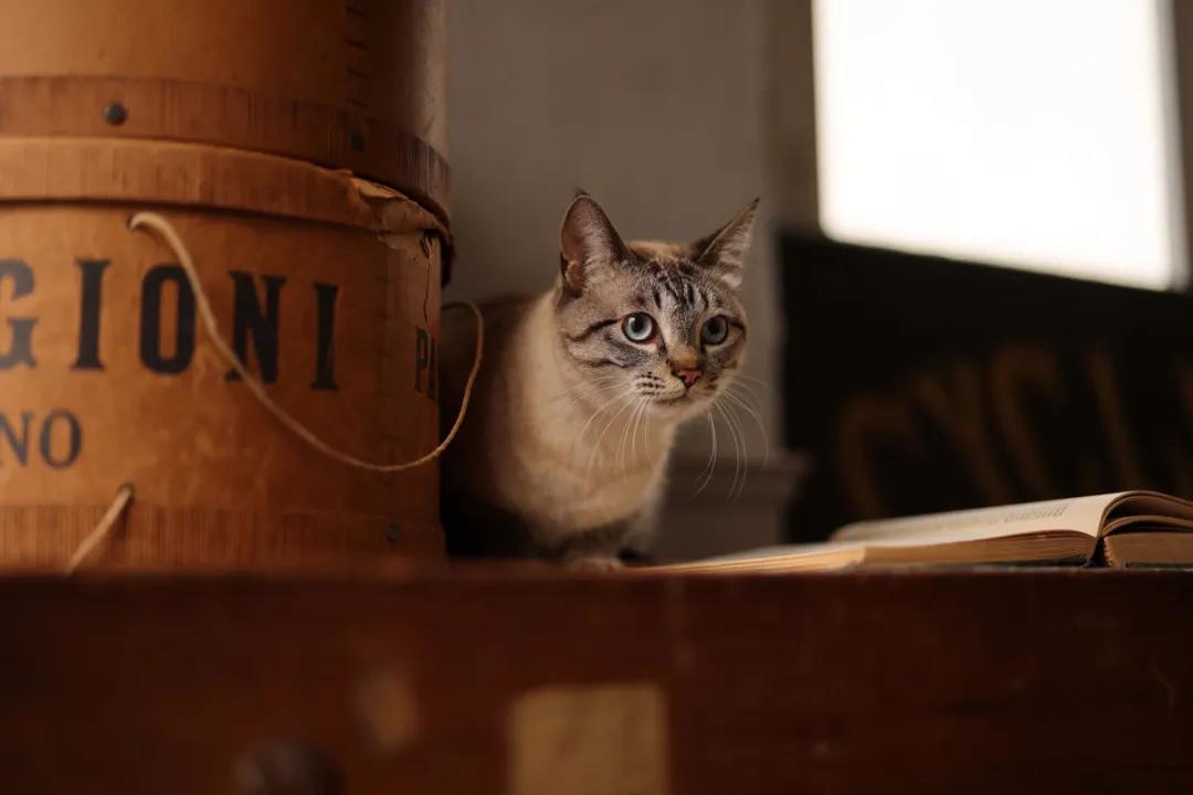 不吹不黑的话您会如何评价,不吹不黑评测组