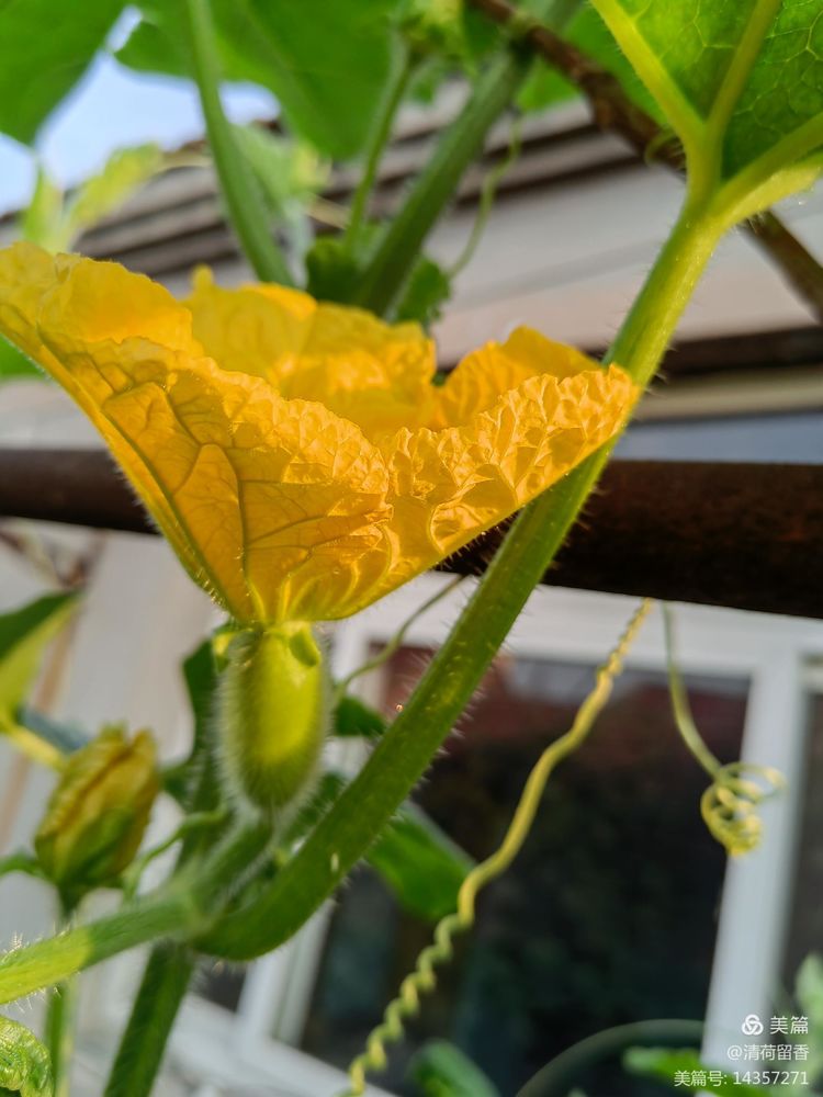 散文:黄黄的瓜花儿