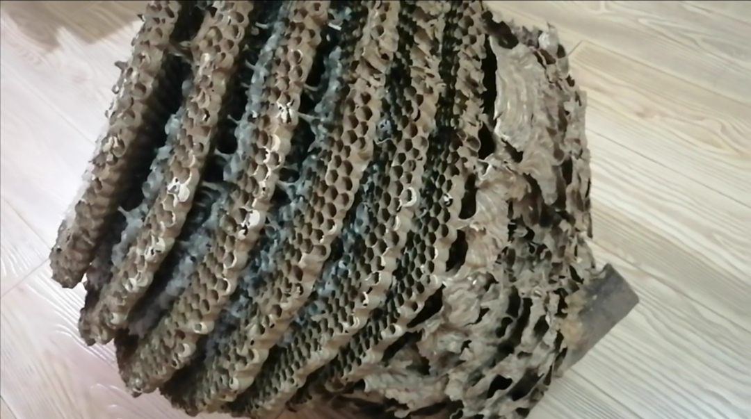 野生马蜂窝一般有多大,野生最大的马蜂窝是多大