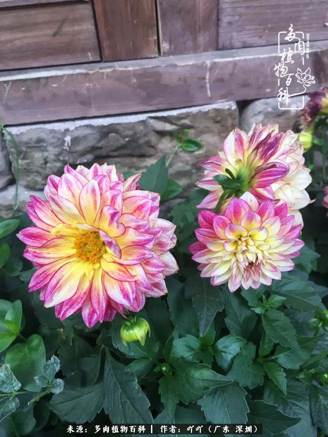 涓冨僵浜戝崡澶氳倝,浜戝崡澶氳倝涔嬫梾