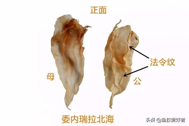 花胶的挑选九招识别真假花胶,真花胶和假花胶吃起来有什么区别