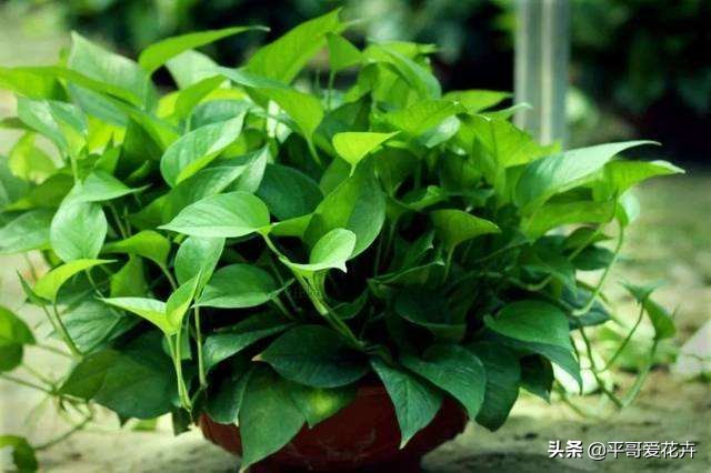 “3种花”冻伤不要扔，教你这样做，快速恢复生机，很有观赏性