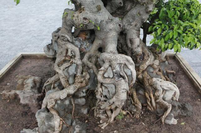 越南盆景树多少钱一棵,男子几年前低价买回棵三百年树