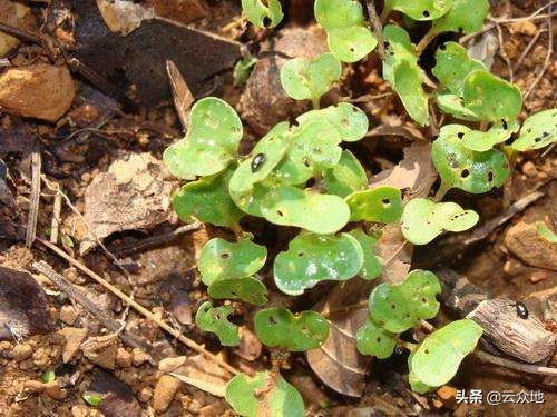 冬天油菜蚜虫用什么农药防治,油菜蚜虫用什么药最好