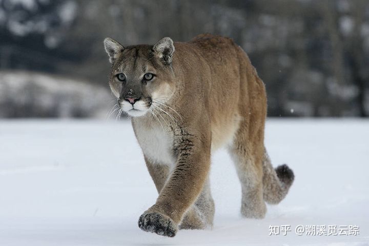 有哪些容易被认错的动物,容易被欺负的动物有哪些