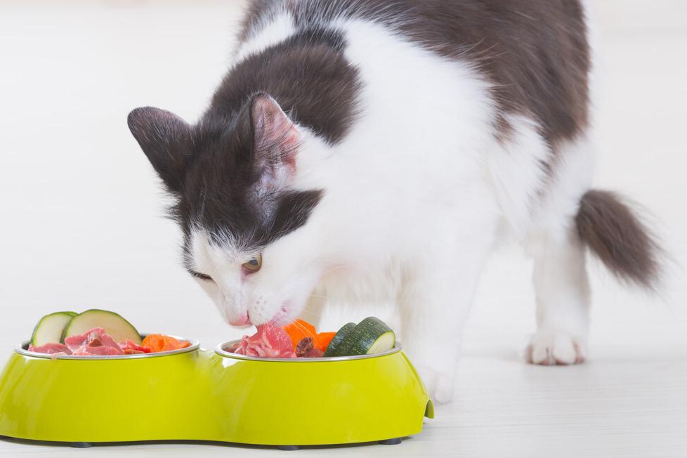 猫咪冻干吃多了上火了的症状,猫咪眼睛上火滴什么眼药水