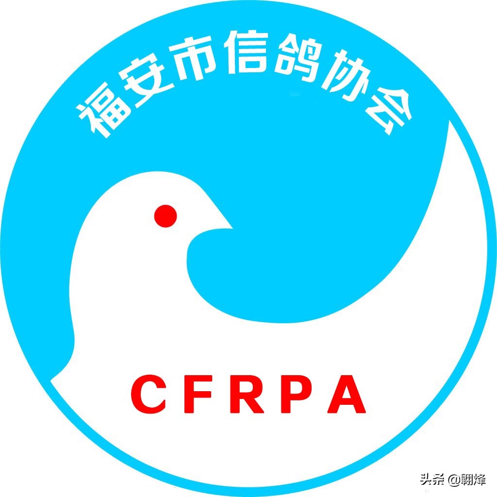 信鸽爱好者关注福安信鸽赛事