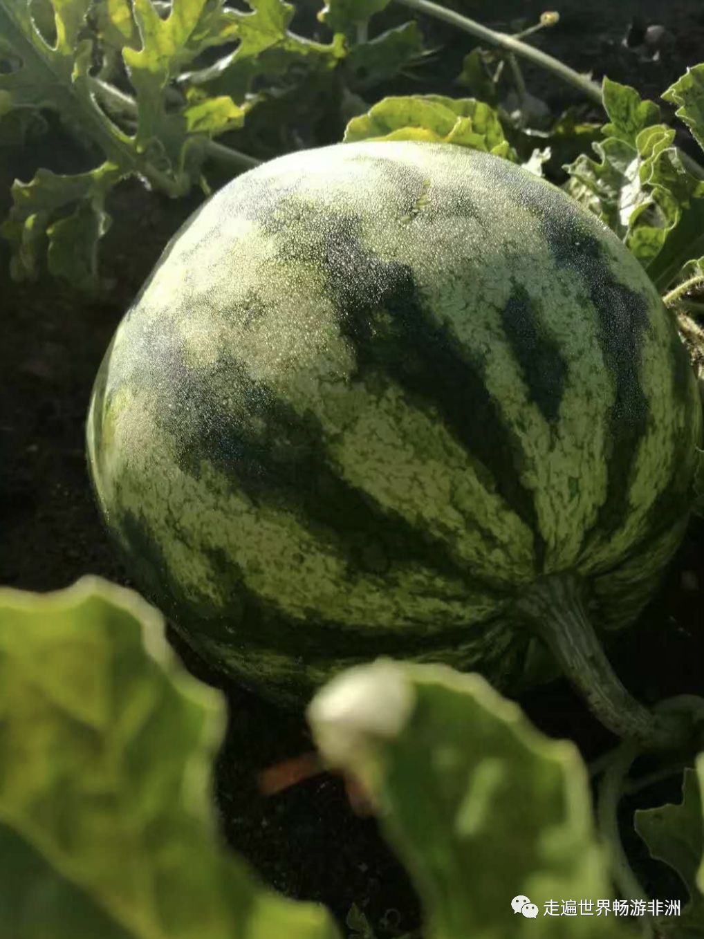 走进非洲No.338岁离开9岁女儿先生驻外中铁七局海外项目