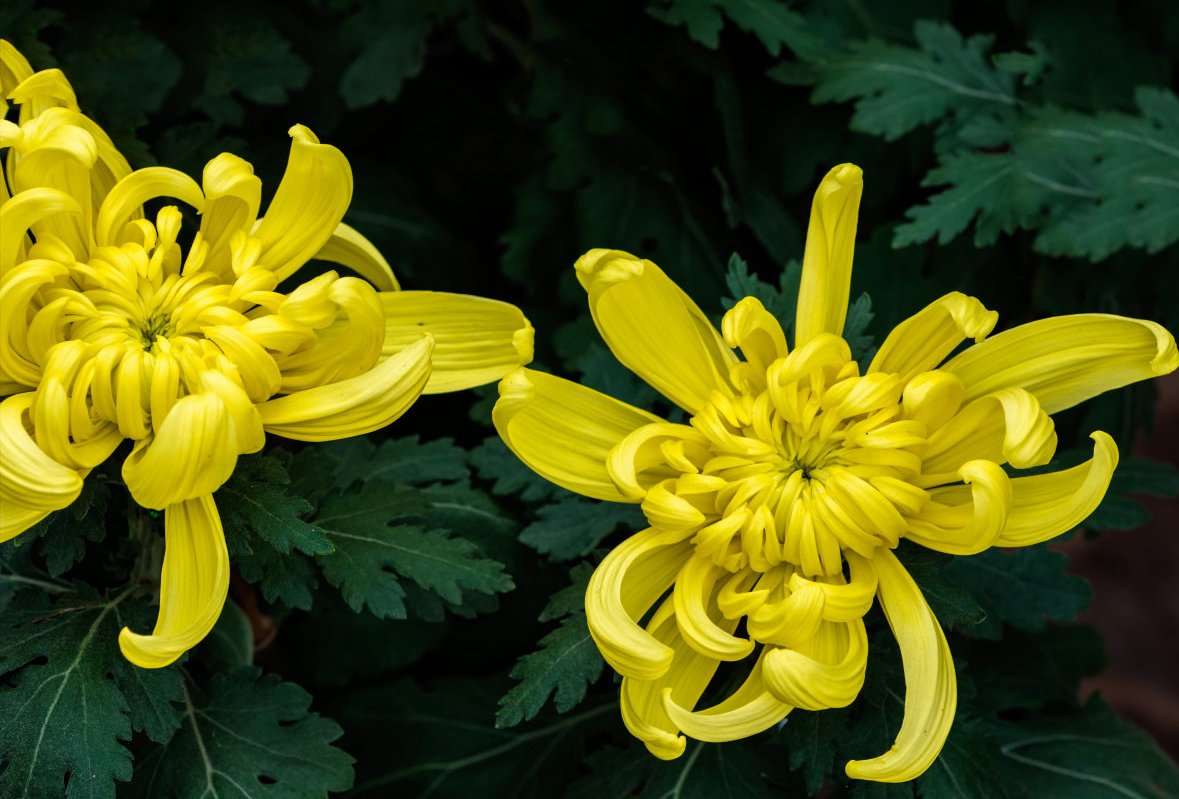 《说文解字》第72课：古文字里的“扫帚菜”？