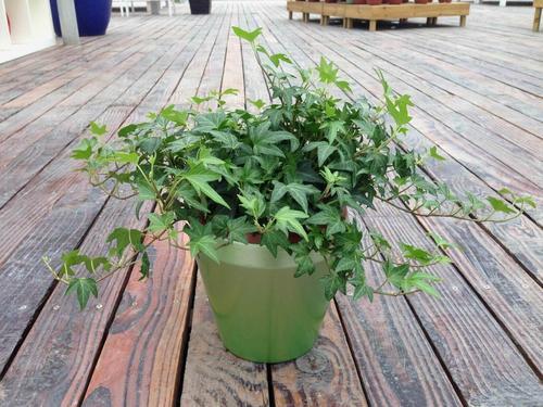 常春藤叶子黄枯萎怎么回事,常春藤从根部发黄落叶怎么办