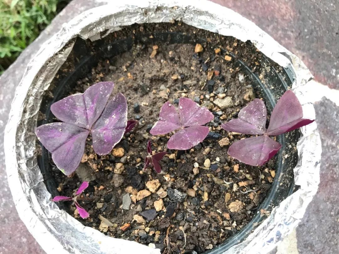 紫色幸运草怎么养才好看,紫色幸运草的盆栽方法什么季节种