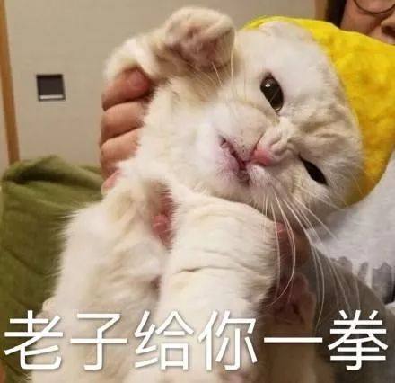 亲戚家熊孩子来我家欺负宠物,亲戚的熊孩子欺负自家孩子