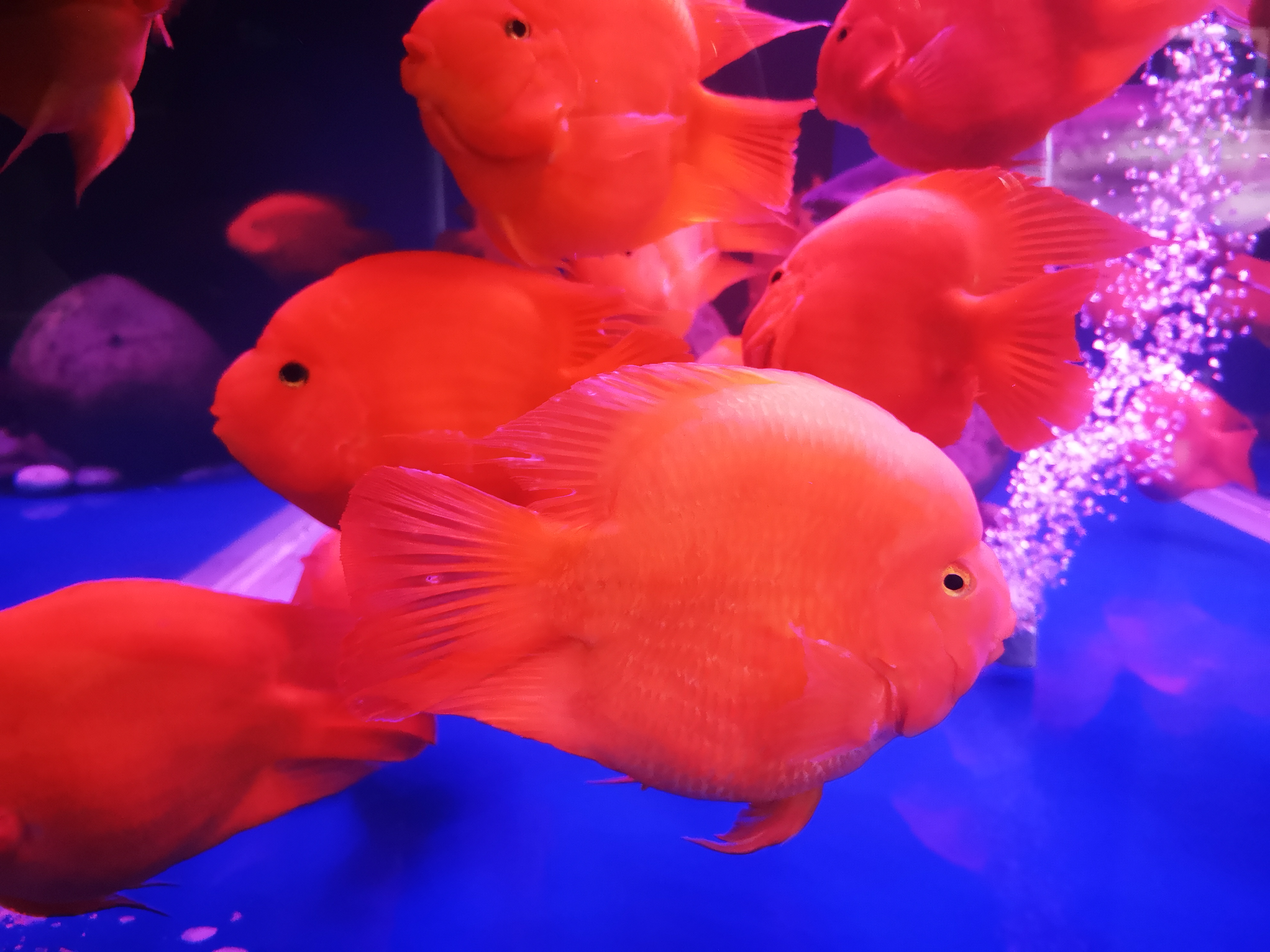 观赏鱼常见鱼病常用药,养观赏鱼必备哪几种药