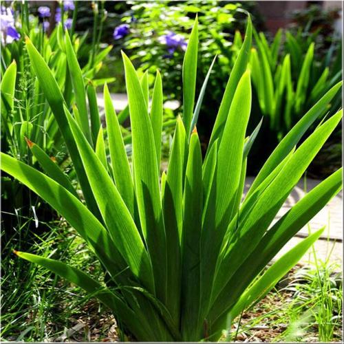 鲜花插花技巧专业术语,插花常见鲜花名称大全