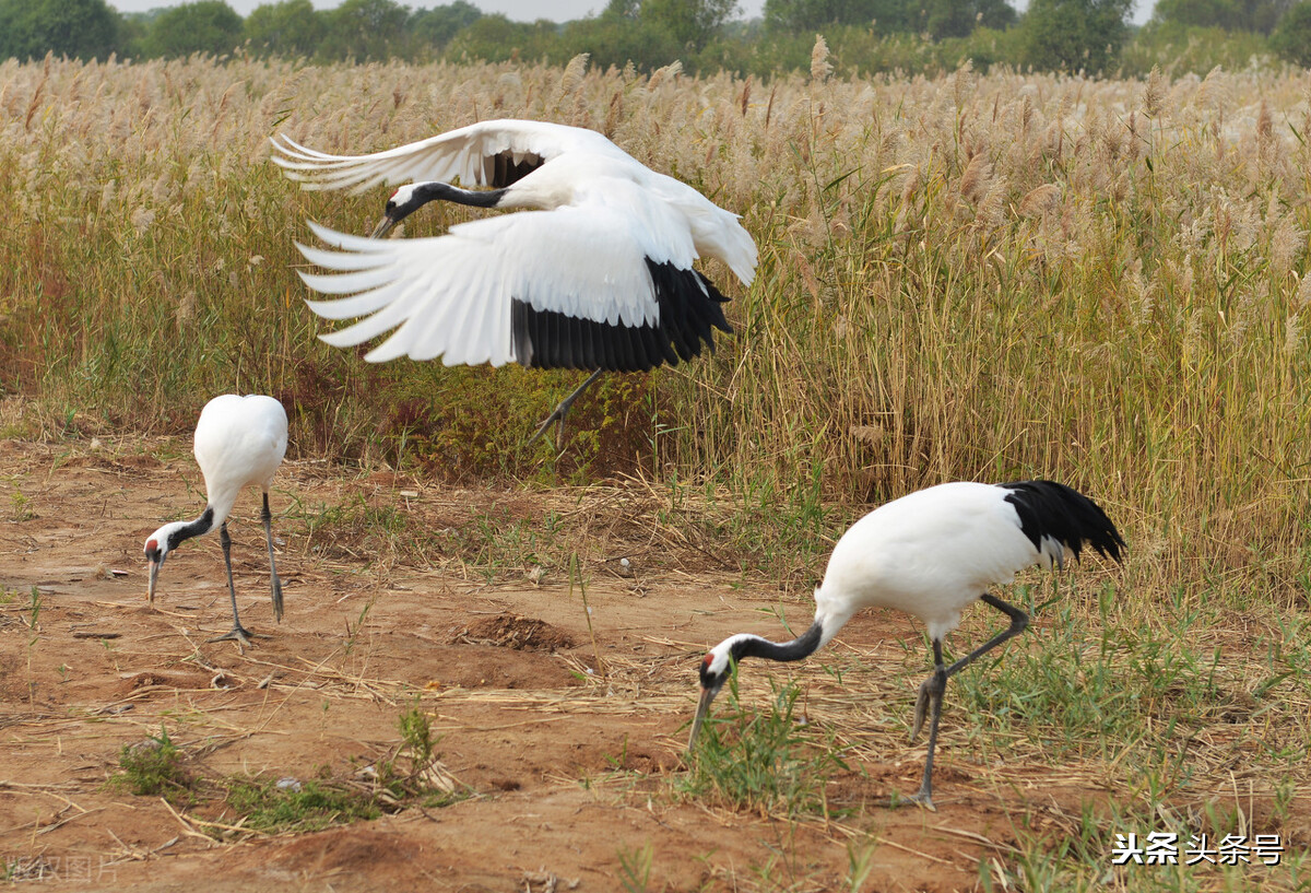 回顾东方白鹳迁徙路上的生存困境,东方白鹳在哪里栖息