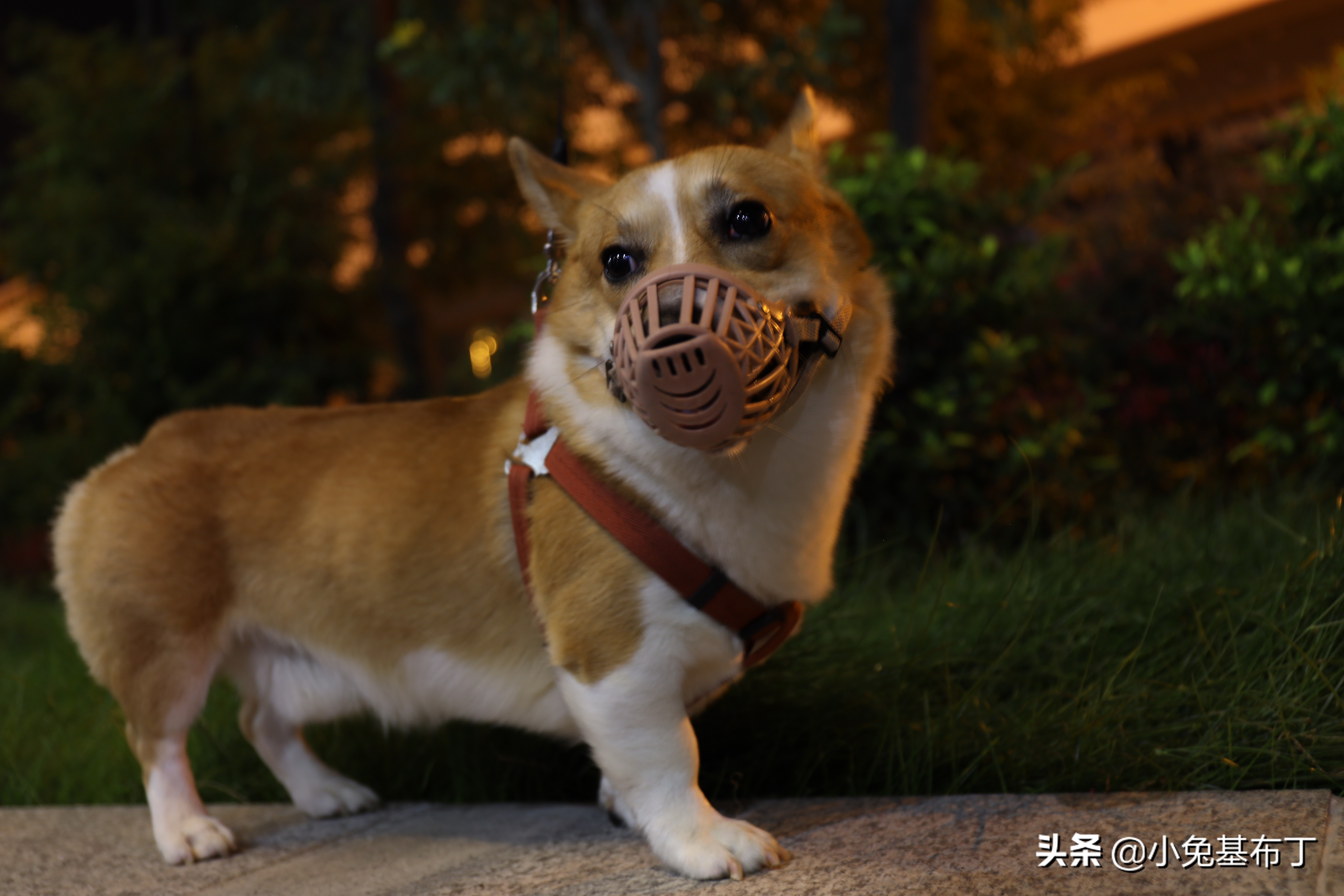 狗狗天天不听话,狗狗老是不吃药怎么办