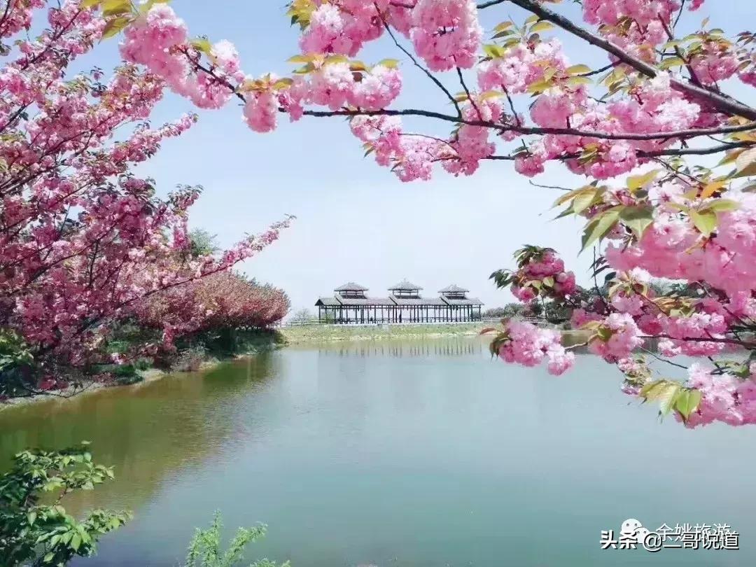 浙江看日本樱花最佳地方,浙江赏樱花最佳地排行榜