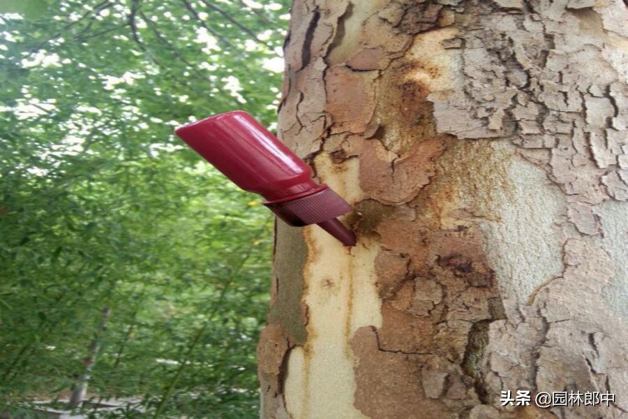 树底下掉一堆木屑是什么虫害,树从里面掉木屑怎么处理