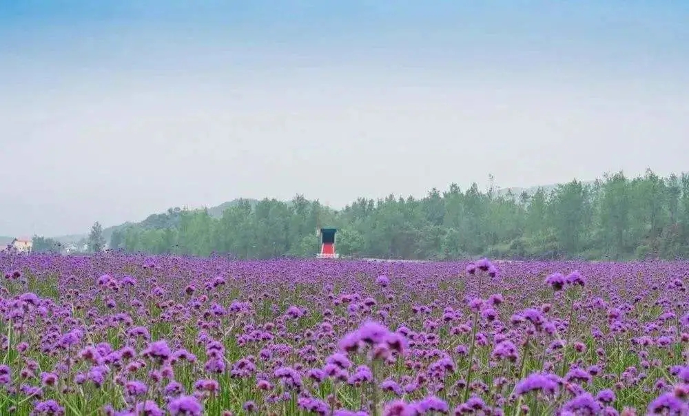 九江哪个地方有花海,江西九江花海
