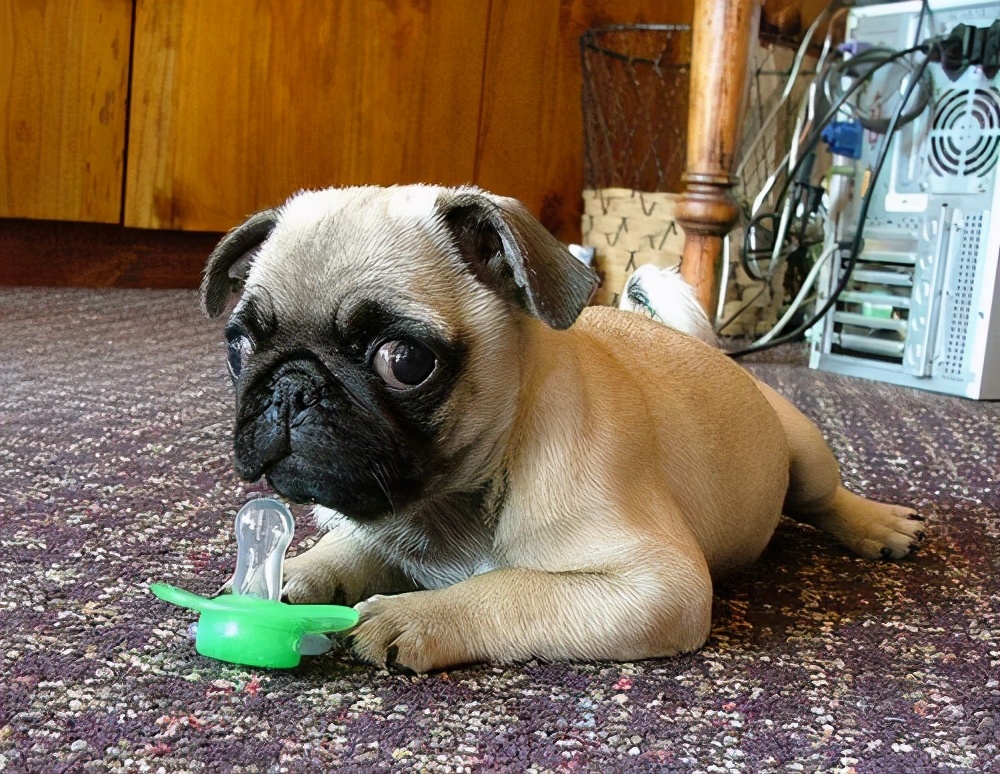 购买巴哥幼犬如何选择,购买巴哥幼犬怎么挑