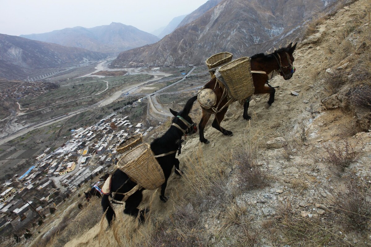 1992西藏砖茶,新疆的砖茶是什么茶