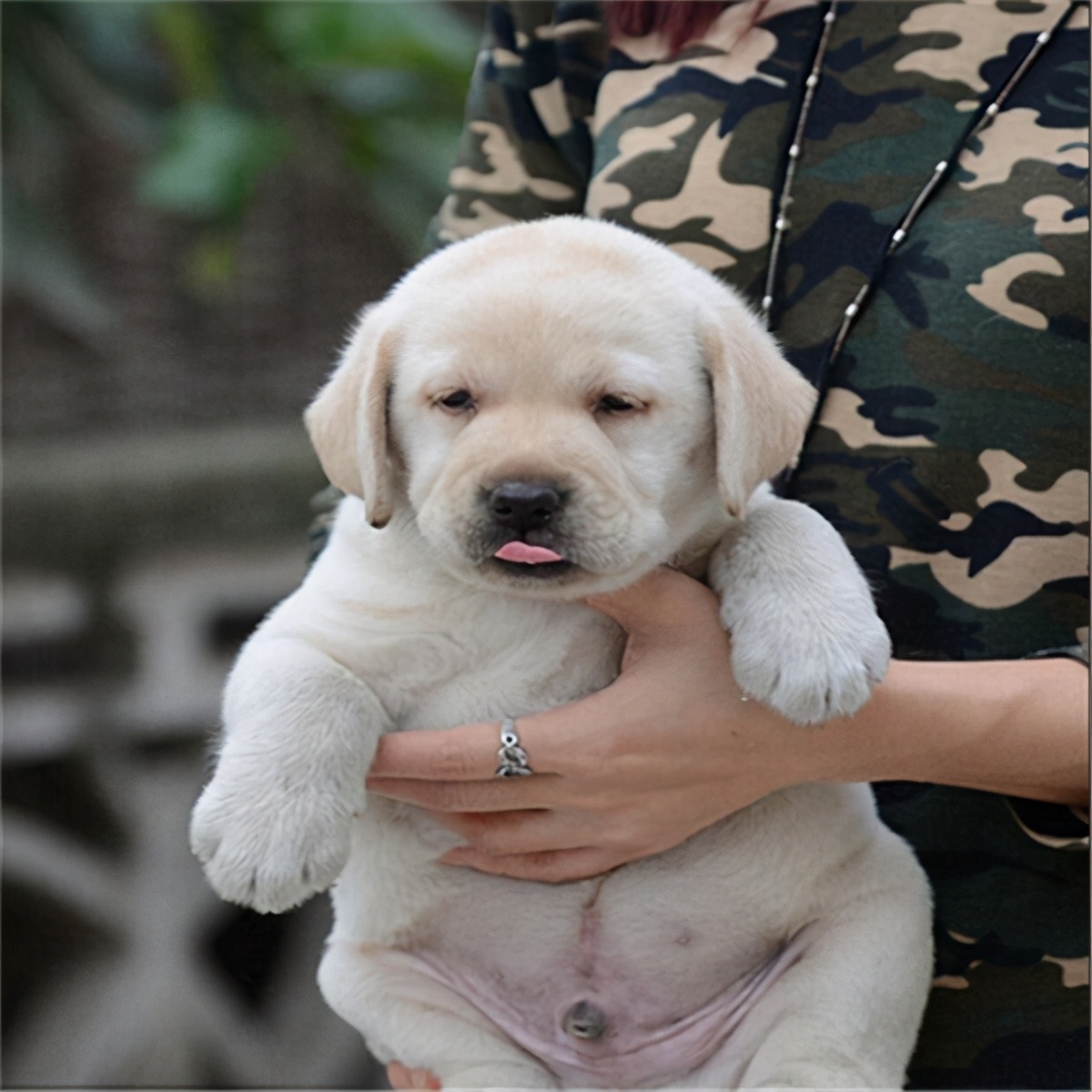 民间选狗秘笈教你怎么选出好狗,选狗最好的4种方法