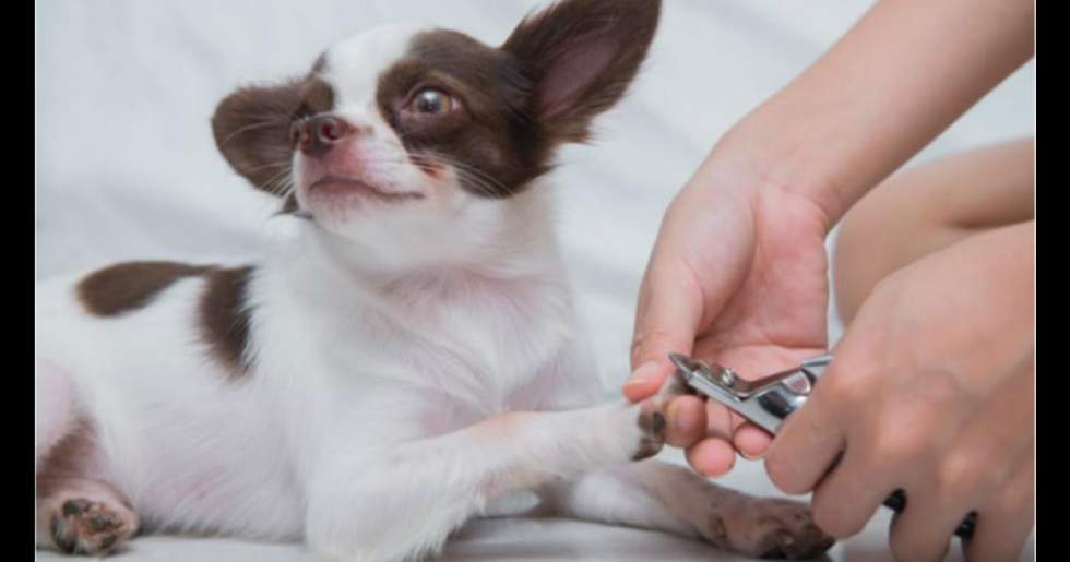 狗狗指甲刀怎么用,狗狗剪指甲必须要用专属指甲剪吗