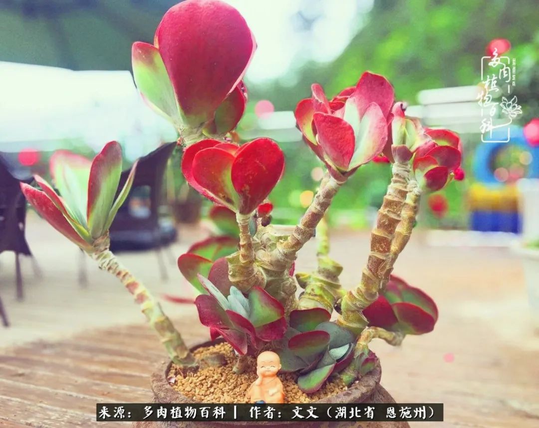 夏季多肉花园图片,初夏多肉花园