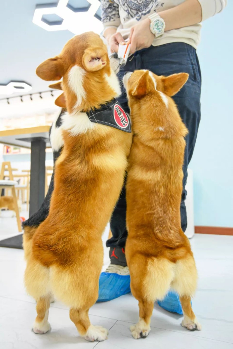 专门摸屁股的店，任摸