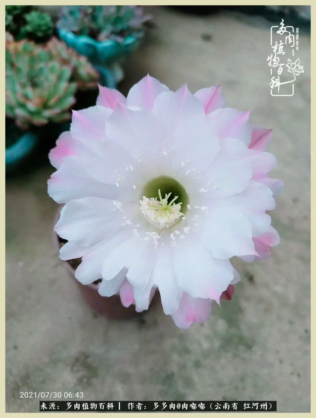 这个春天我们一起去赏花,这个季节我们一起去看花