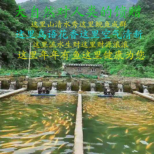 稀有淡水鱼苗批发,人工养殖的娃娃鱼苗批发
