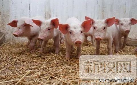 放心猪,放心养猪