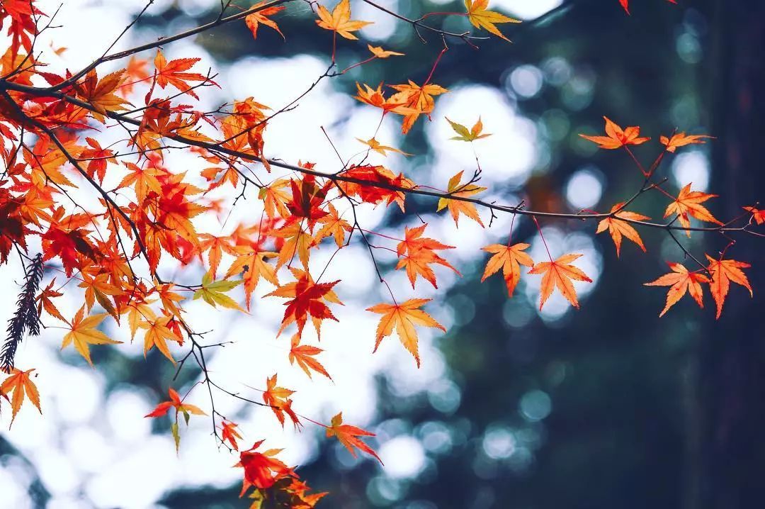 停车坐爱枫林晚，感受火红的秋