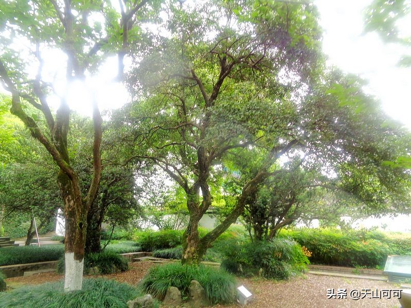 西湖一日游西湖景色到底有多美,再说一遍西湖之美