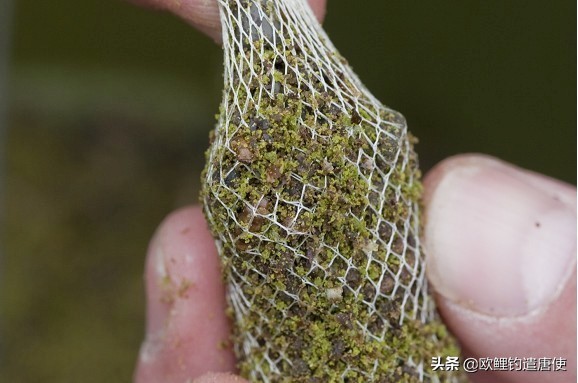 外国人钓鱼打窝技巧,老外用超大饵钓鱼