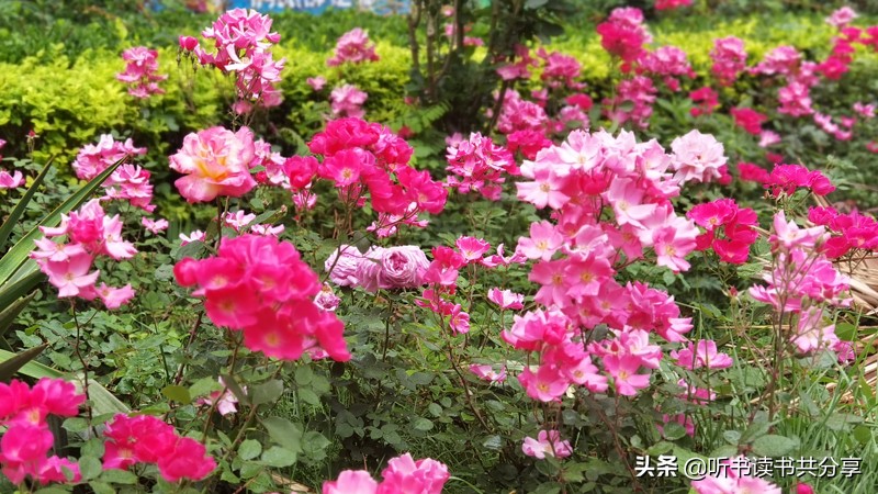 十全十美的月季,寻找最美的月季