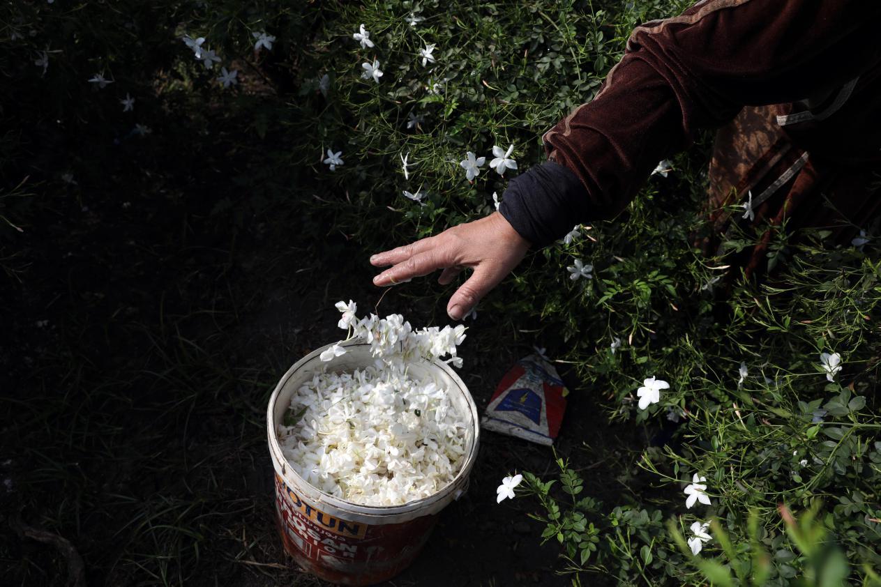 沙漠国度洒满茉莉花香 芳香产业拉动埃及外汇收入