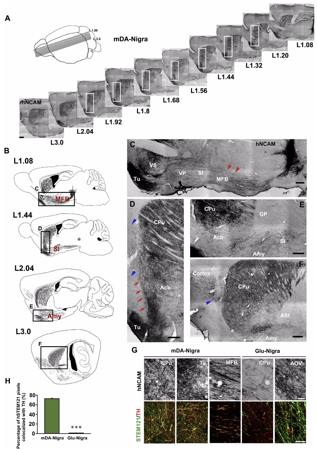 cell子刊解说,cell子刊玩转大脑血管