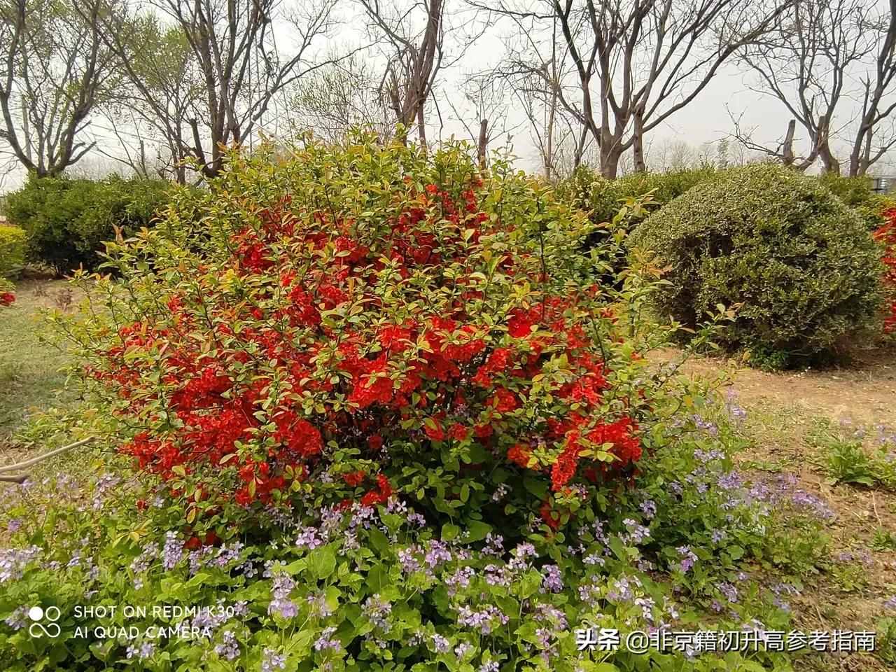 北京东方红学校高中入学条件,北京东方红学校高中部非京籍